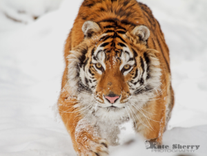 Logo Design by Jan Kalsek for kate sherry photography | Design: #7327680