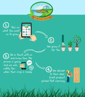 Infographic Design by Viango Design Studio