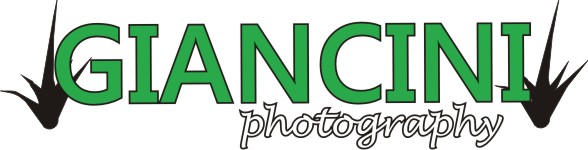 Logo Design by Boost for Giancini Photography | Design #371699