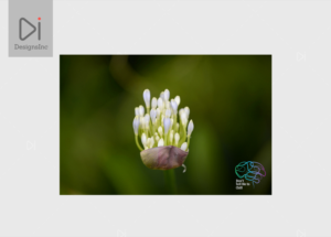 Logo Design by Design Inc for Hawkins | Design: #7402684