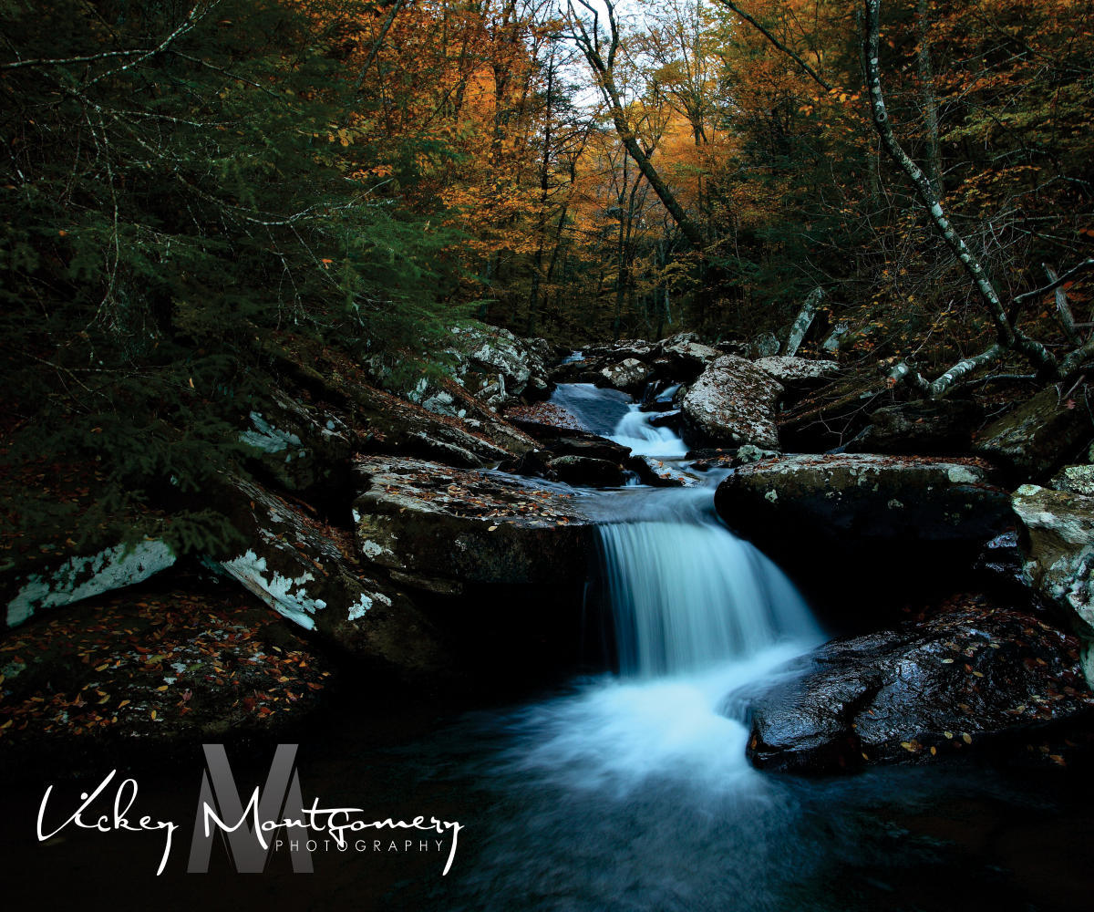 Logo Design by WuzzDapetTerus for Vickey Montgomery Photography | Design #1901354