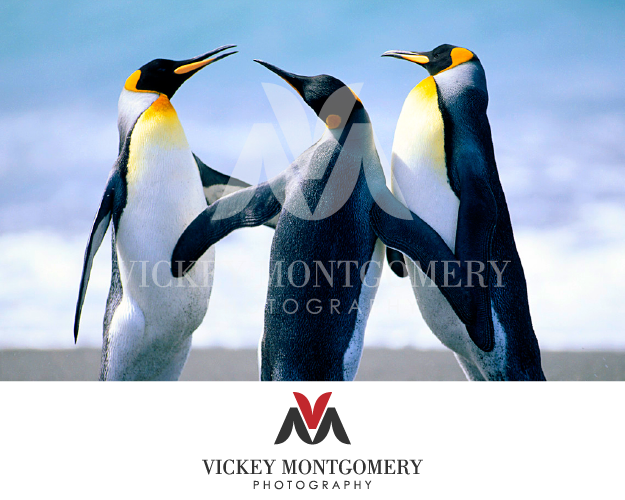 Logo Design by 1st for Vickey Montgomery Photography | Design #1899567