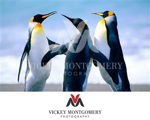 Logo Design by 1st for Vickey Montgomery Photography | Design: #1899567
