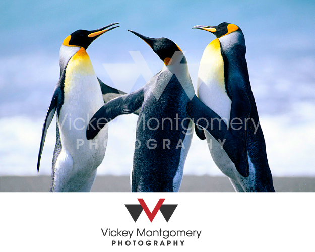 Logo Design by 1st for Vickey Montgomery Photography | Design #1899577