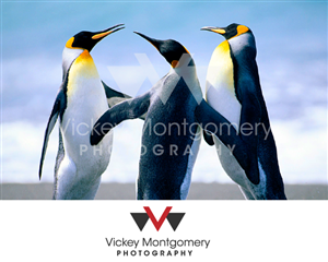 Logo Design by 1st for Vickey Montgomery Photography | Design: #1899577