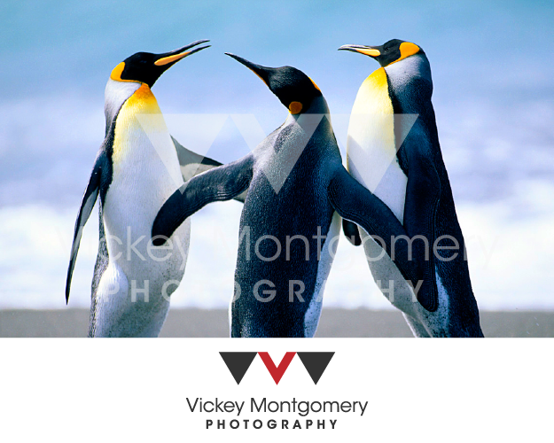Logo Design by 1st for Vickey Montgomery Photography | Design #1899590