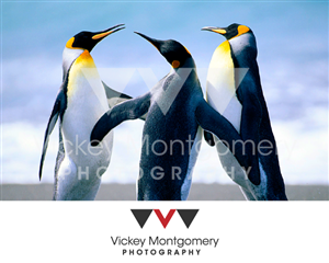 Logo Design by 1st for Vickey Montgomery Photography | Design: #1899590
