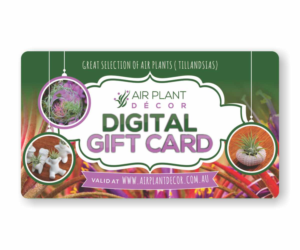 Air Plant Decor Gift Card Design | Card Design by Cut and Glue