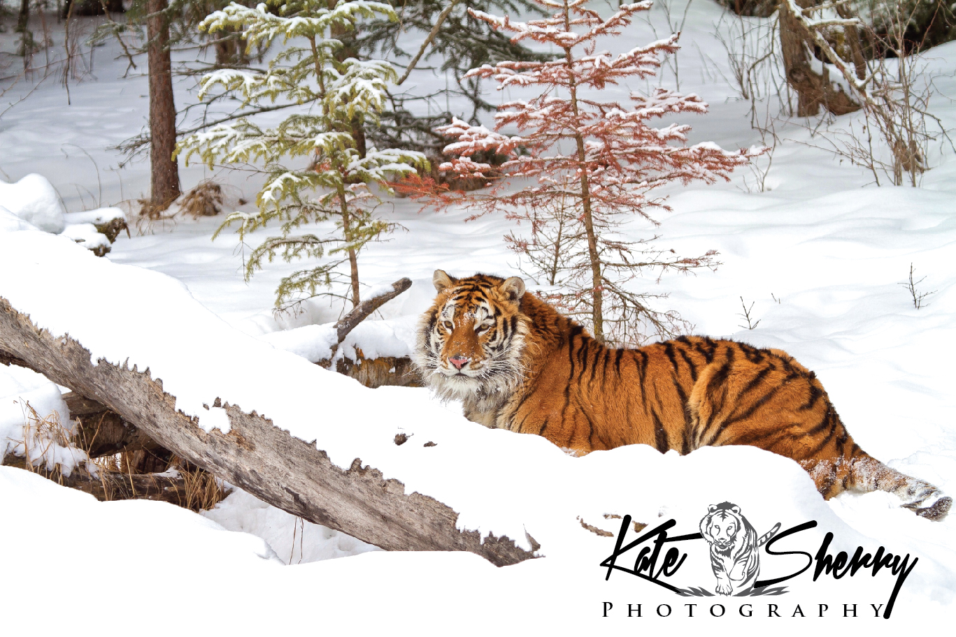 Logo Design by sloggi for kate sherry photography | Design #7912019