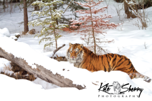 Logo Design by sloggi for kate sherry photography | Design: #7931215