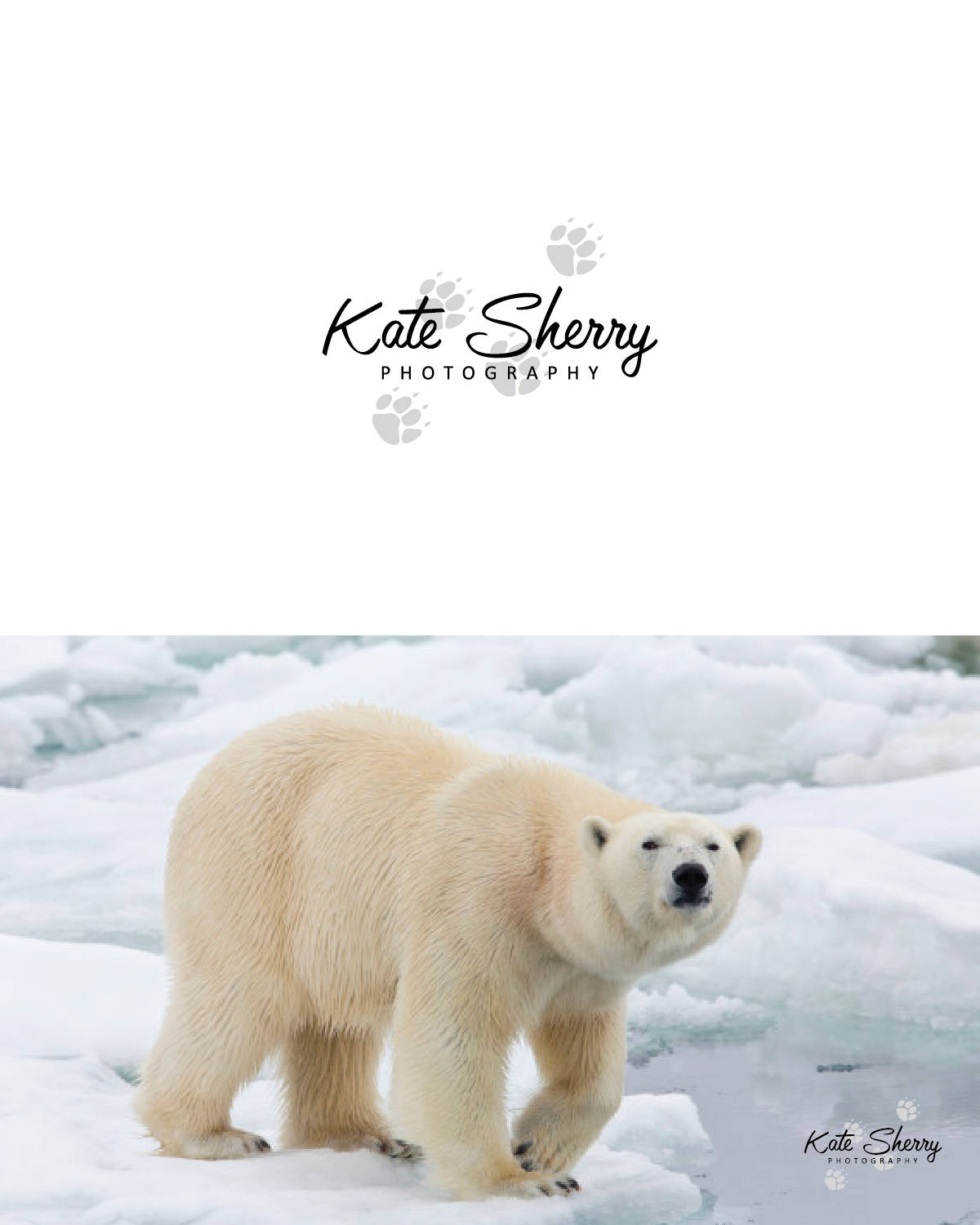 Diseño de Logo por GraphicTec para kate sherry photography | Diseño #7859920