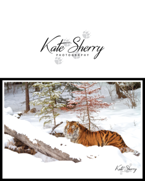 Logo Design by GraphicTec for kate sherry photography | Design: #7868454