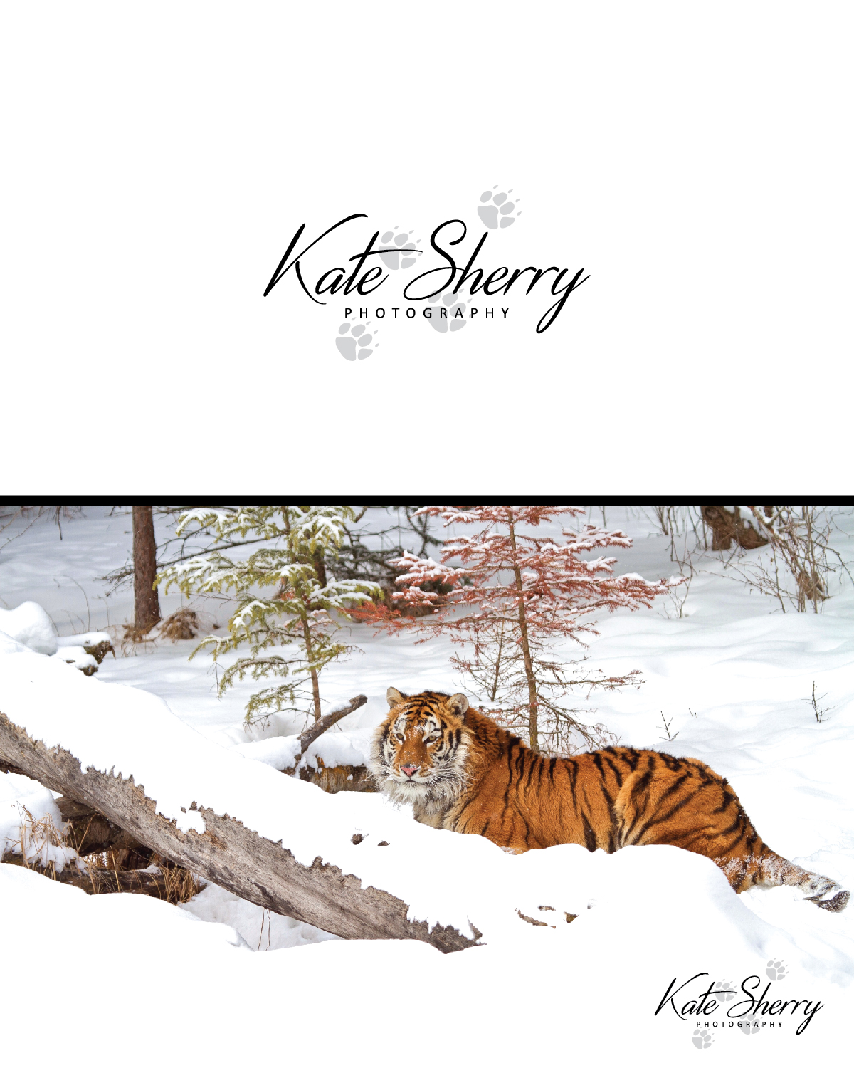 Logo Design by GraphicTec for kate sherry photography | Design #7889088