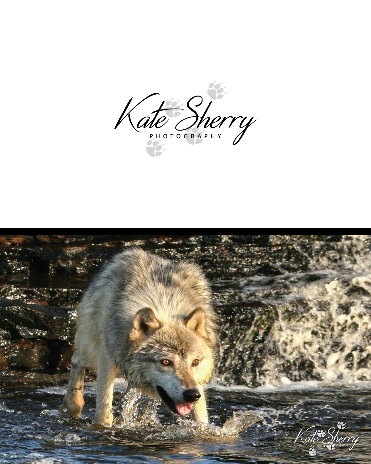 Logo Design by GraphicTec for kate sherry photography | Design #7896035