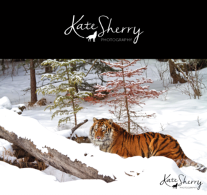 Logo Design by Miss Paperella