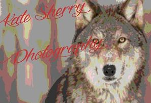 Logo Design by sanghvizankhana for kate sherry photography | Design: #7716398
