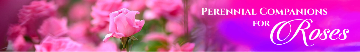 Banner Ad Design by Raj for Garden and Lifestyle LLC | Design #8498364
