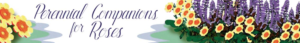Banner Ad Design by Colourfix
