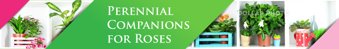 Banner Ad Design by DiDi's for Garden and Lifestyle LLC | Design #8506010