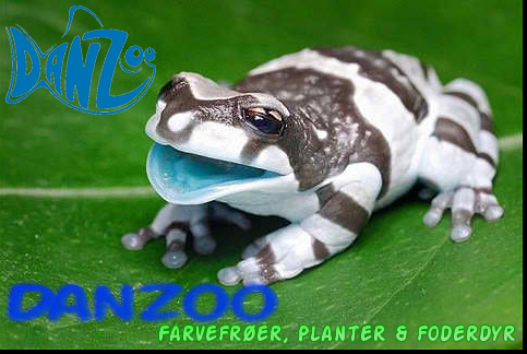 Diseño De Banner Publicitario por marv'z para Danzoo ApS | Diseño #1962166