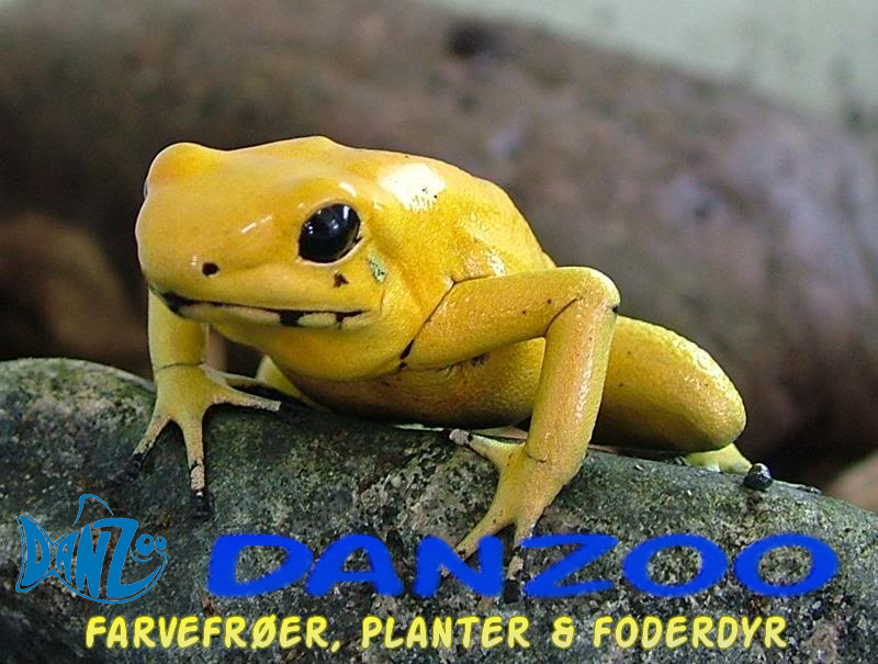 Banner Ad Design by marv'z for Danzoo ApS | Design #1962184