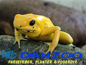 Diseño De Banner Publicitario por marv'z para Danzoo ApS | Diseño #1962184