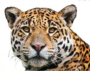 Logo Design by Giovanni