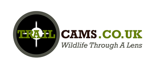 Logo Design by Tezi Design