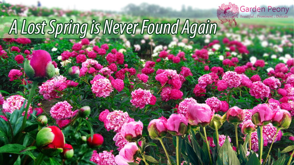 Banner Ad Design by technoguy for Garden and Lifestyle LLC | Design #9272594