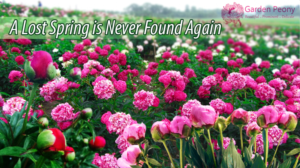 Diseño De Banner Publicitario por technoguy para Garden and Lifestyle LLC | Diseño: #9272594