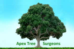 Design de Logo par designerone pour apex tree surgeons | Design #9385170