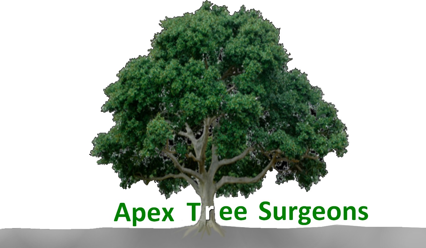 Logo Design by designerone for apex tree surgeons | Design #9385186