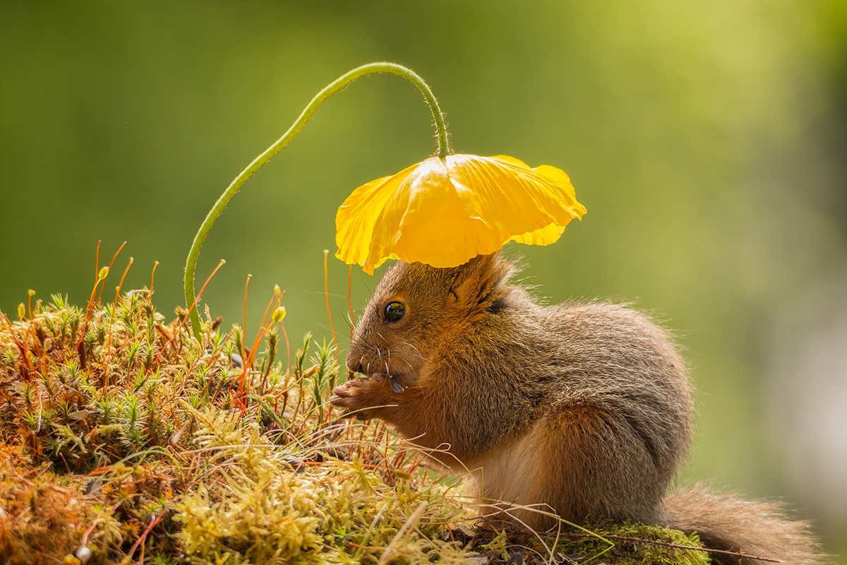 Photography by geertweggen for DesignCrowd (Community Contests) | Design #9498836