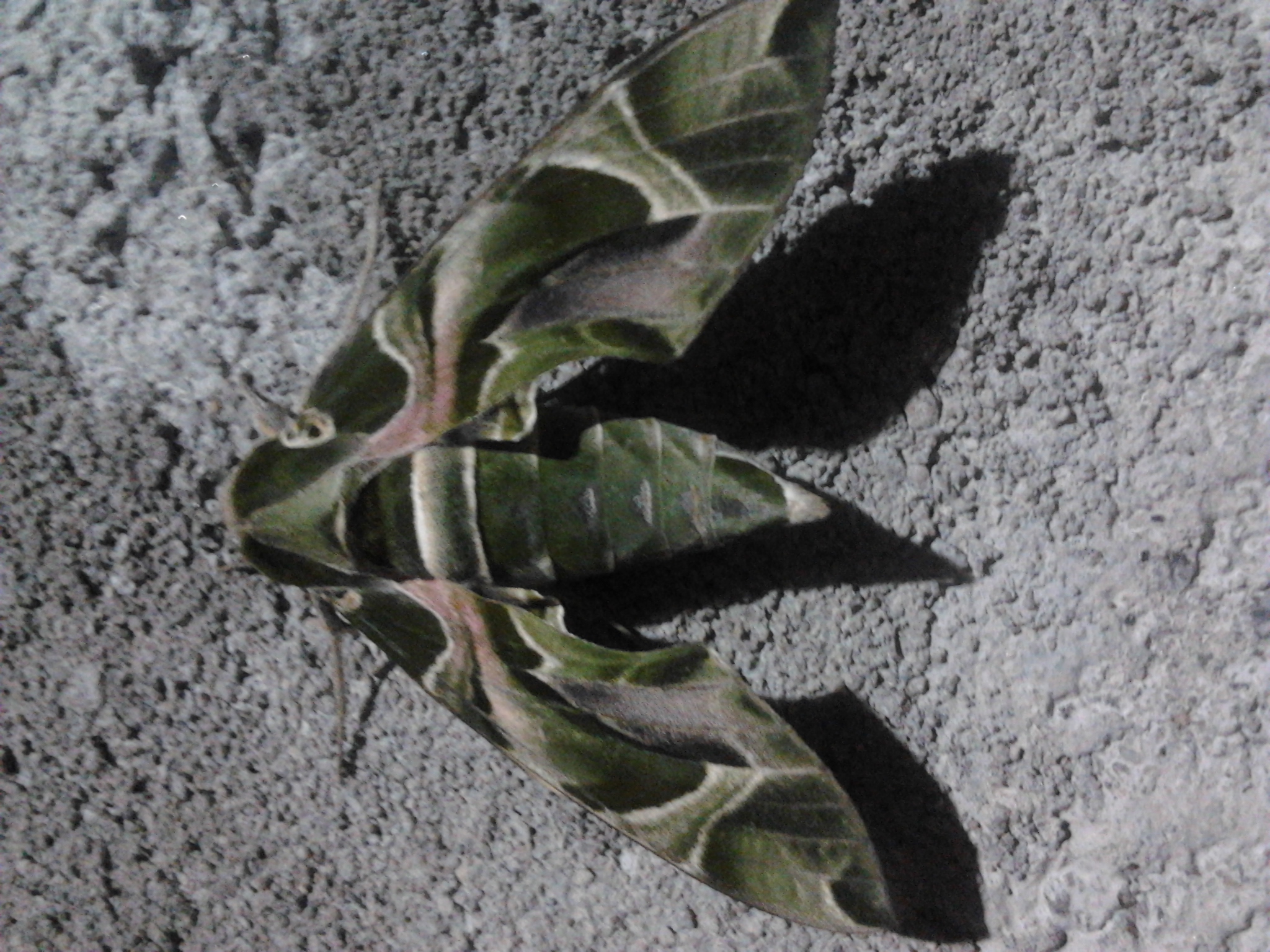 Photographie par gsvirajgs pour DesignCrowd (Community Contests) | Design #9456939