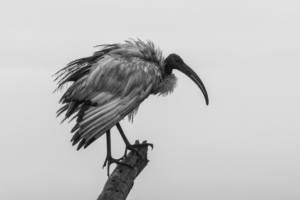 Photography by Cirus513