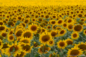 Photography by norzainiamin
