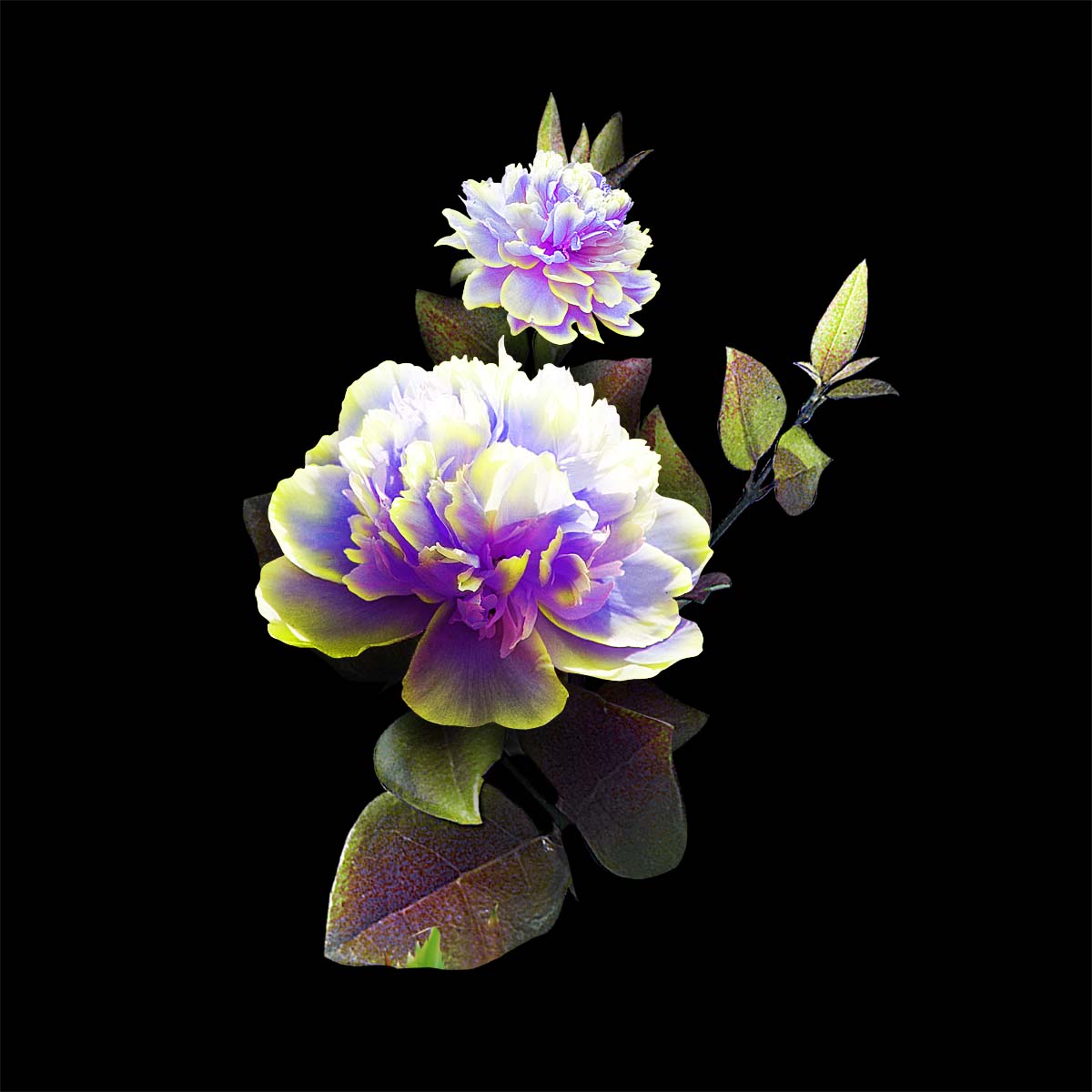 Graphic Design by danangsuriken for DesignCrowd (Community Contests) | Design #9615391