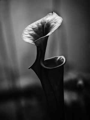 Photography by kmokanek