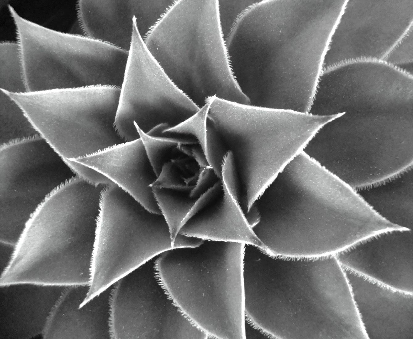 Photography by jizzy123 for DesignCrowd (Community Contests) | Design #9571748