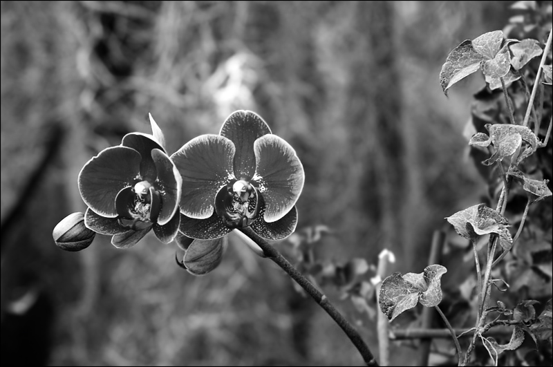 Photography by artnika for DesignCrowd (Community Contests) | Design #9602831