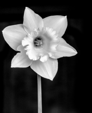 Photography by Swish1940