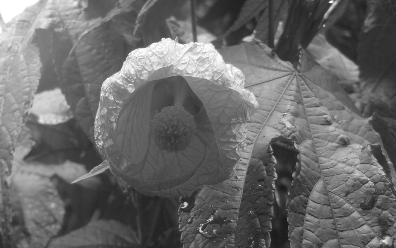 Fotografía por stephenthayal para DesignCrowd (Community Contests) | Diseño #9565721