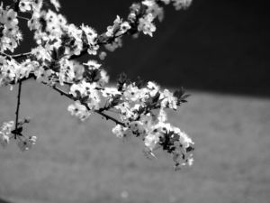 Photography by Anca Popescu