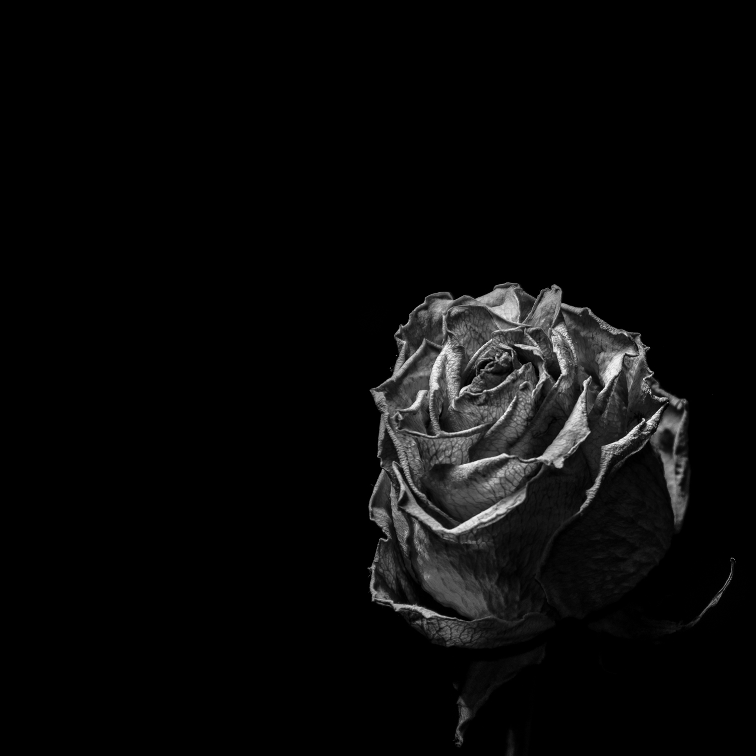 Photography by ScotchTerrier for DesignCrowd (Community Contests) | Design #9576790