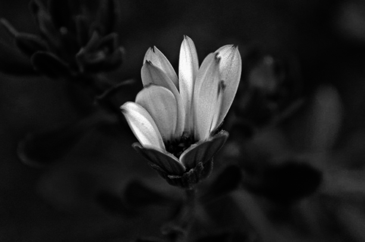 Fotografie von Neohiro für DesignCrowd (Community Contests) | Design #9606231