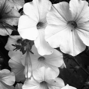 Photography by sophy5913