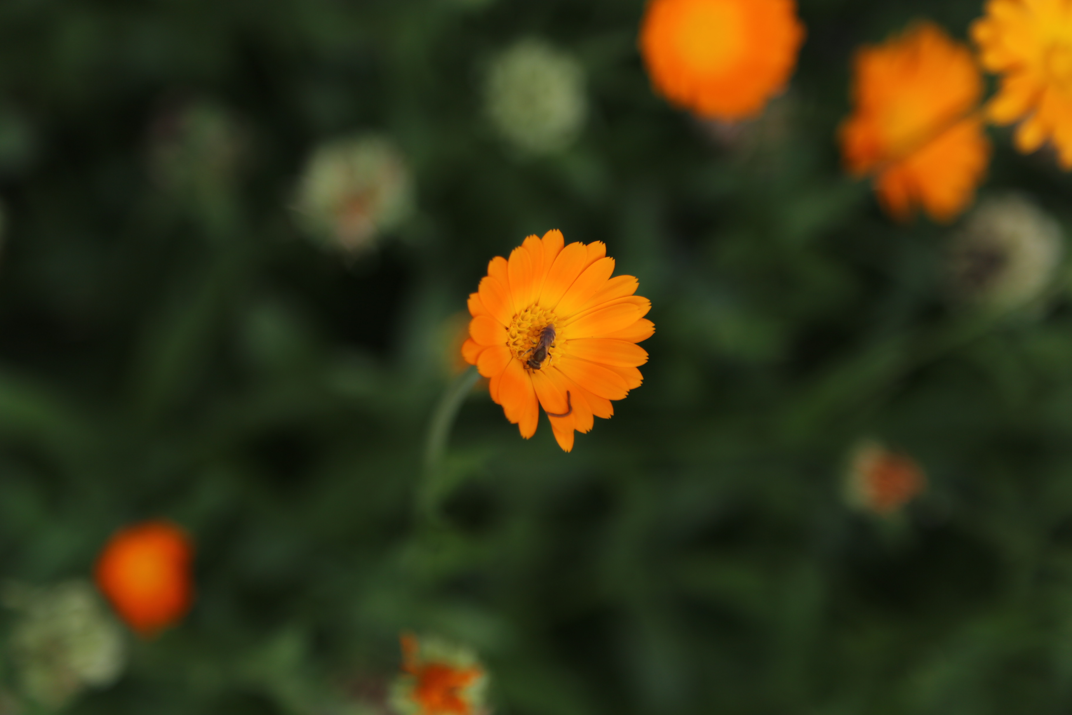 Photographie par ursuviorel94 pour DesignCrowd (Community Contests) | Design #9567296