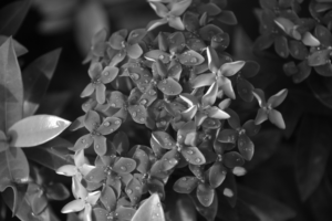 Photography by salsabilarizkya200897