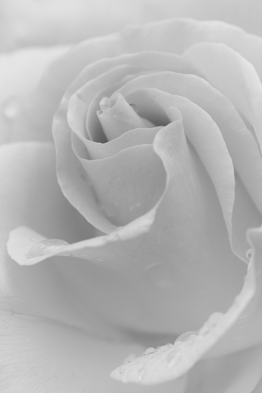 Photography by Radu Borzea for DesignCrowd (Community Contests) | Design #9571384