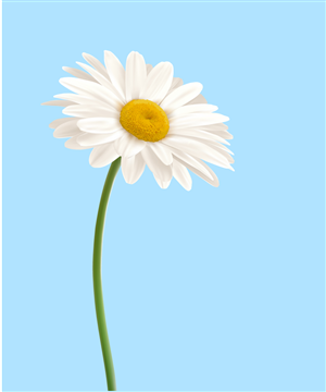 Vector Design by PixieWizard for this project | Design: #2137663